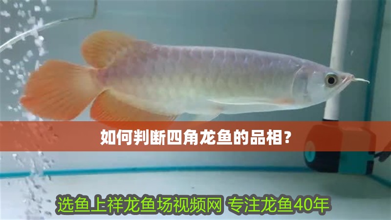 如何判斷四角龍魚的品相？