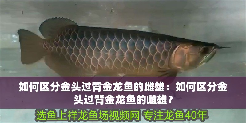如何區(qū)分金頭過背金龍魚的雌雄：如何區(qū)分金頭過背金龍魚的雌雄？