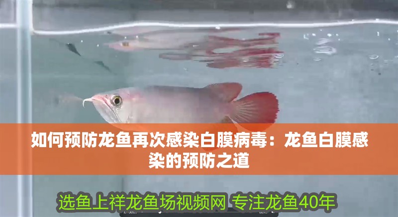 如何預防龍魚再次感染白膜病毒：龍魚白膜感染的預防之道