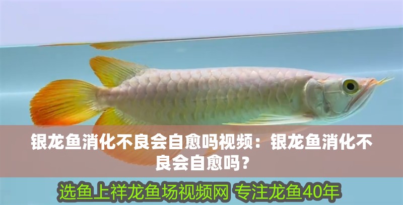 銀龍魚消化不良會自愈嗎視頻：銀龍魚消化不良會自愈嗎？
