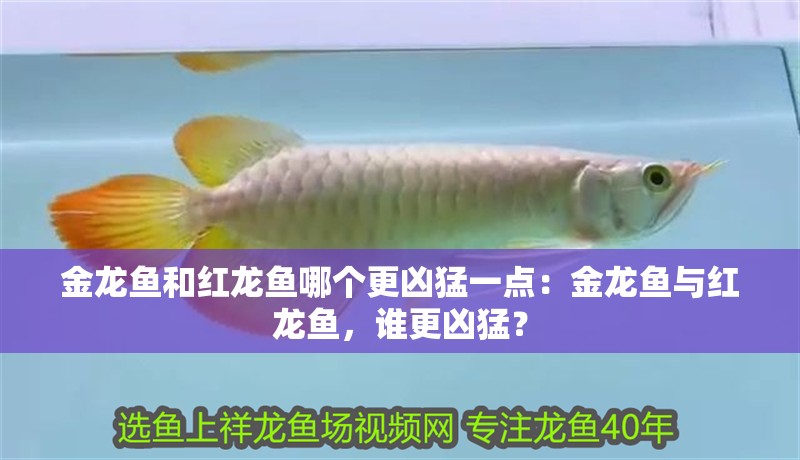 金龍魚和紅龍魚哪個(gè)更兇猛一點(diǎn)：金龍魚與紅龍魚，誰更兇猛？