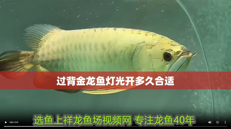 過背金龍魚燈光開多久合適