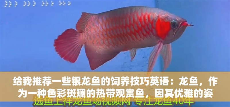 給我推薦一些銀龍魚的飼養技巧英語：龍魚，作為一種色彩斑斕的熱帶觀賞魚，因其優雅的姿態和獨特的光澤而深受人們喜愛。飼養銀龍魚不僅能為家庭增添一份生機與活力，還能讓養魚愛好者體驗到養護魚類的樂趣。以下是一些關于如何正確飼養銀龍魚的技巧