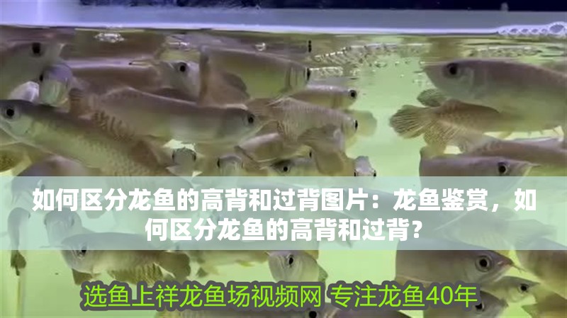 金龍魚繁殖的注意事項