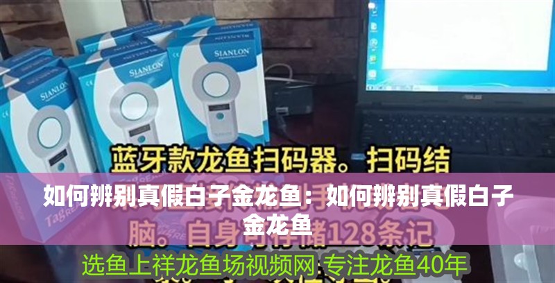 如何辨別真假白子金龍魚：如何辨別真假白子金龍魚