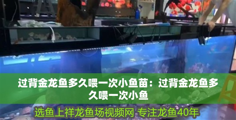 過背金龍魚多久喂一次小魚苗：過背金龍魚多久喂一次小魚