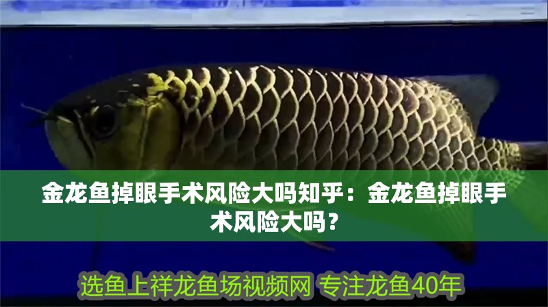 金龍魚掉眼手術風險大嗎知乎：金龍魚掉眼手術風險大嗎？