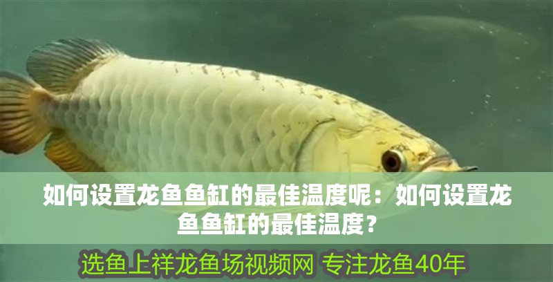如何設置龍魚魚缸的最佳溫度呢：如何設置龍魚魚缸的最佳溫度？