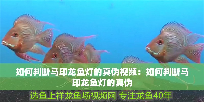 如何判斷馬印龍魚燈的真偽視頻：如何判斷馬印龍魚燈的真偽 如何判斷馬印龍魚燈的真偽視頻：如何判斷馬印龍魚燈的真偽 水族問答