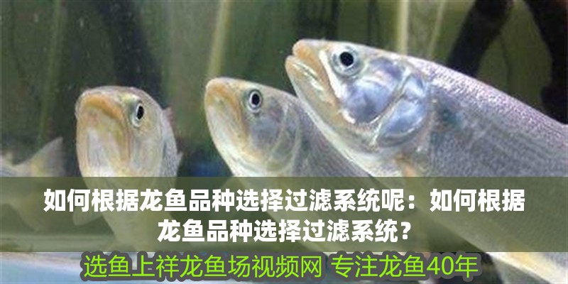 如何根據(jù)龍魚品種選擇過濾系統(tǒng)呢：如何根據(jù)龍魚品種選擇過濾系統(tǒng)？