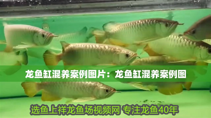 龍魚缸混養(yǎng)案例圖片：龍魚缸混養(yǎng)案例圖