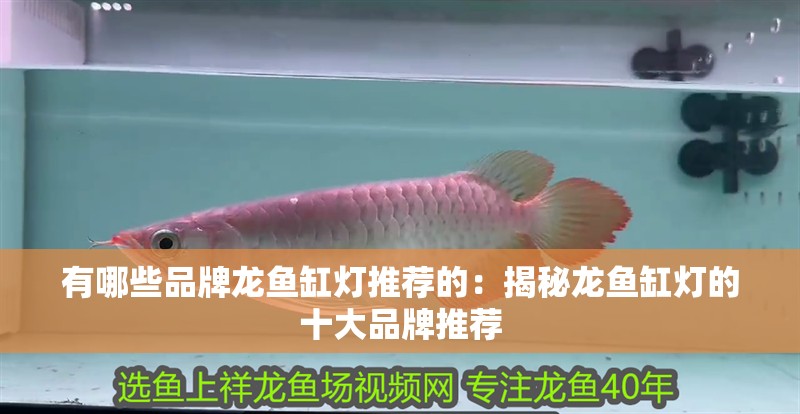 有哪些品牌龍魚缸燈推薦的：揭秘龍魚缸燈的十大品牌推薦