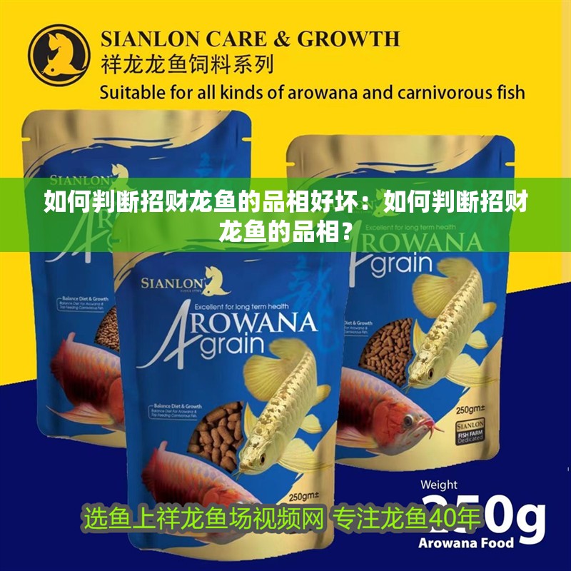 如何判斷招財龍魚的品相好壞：如何判斷招財龍魚的品相？