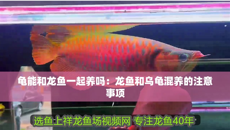 龜能和龍魚一起養(yǎng)嗎：龍魚和烏龜混養(yǎng)的注意事項(xiàng)