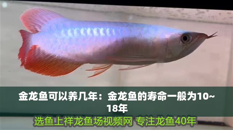 金龍魚可以養(yǎng)幾年：金龍魚的壽命一般為10~18年