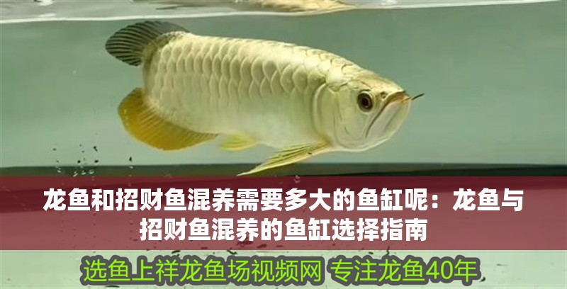 龍魚和招財魚混養需要多大的魚缸呢：龍魚與招財魚混養的魚缸選擇指南