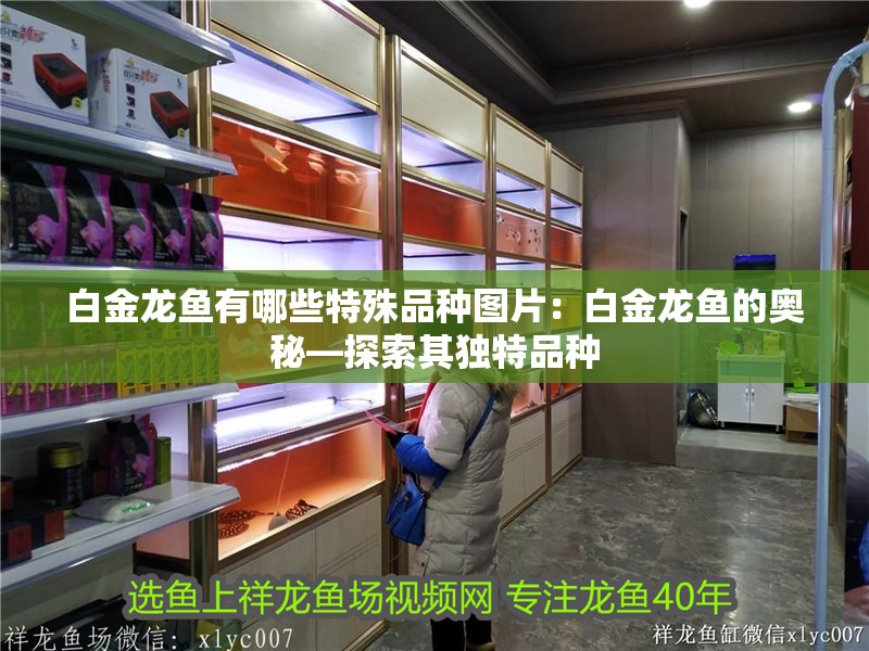 白金龍魚有哪些特殊品種圖片：白金龍魚的奧秘—探索其獨特品種