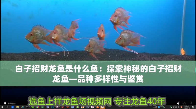 白子招財龍魚是什么魚：探索神秘的白子招財龍魚—品種多樣性與鑒賞
