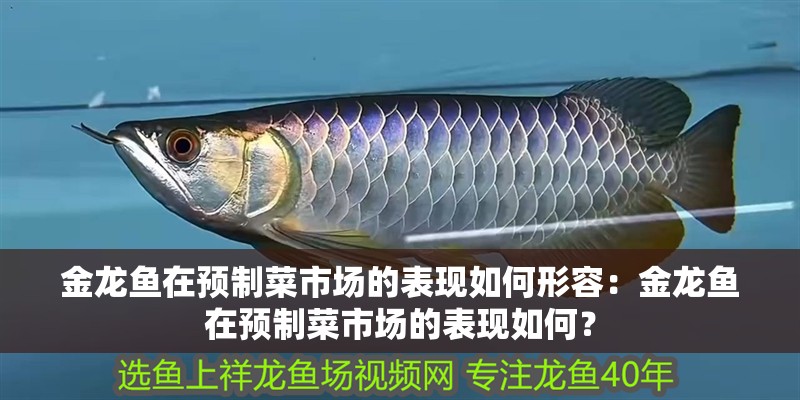 金龍魚在預制菜市場的表現如何形容：金龍魚在預制菜市場的表現如何？