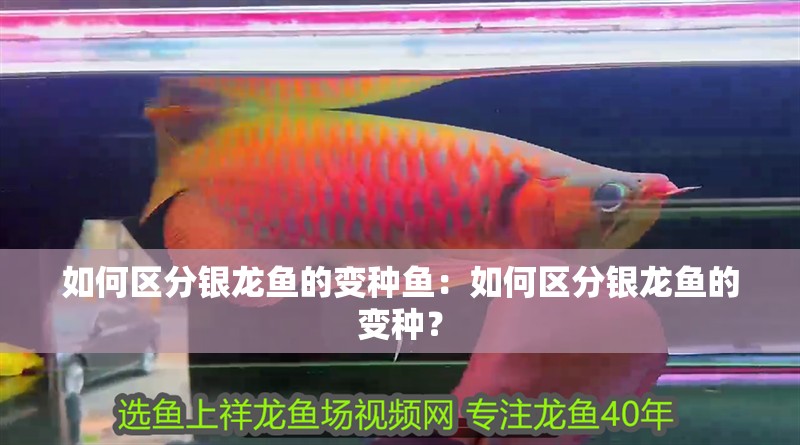 如何區(qū)分銀龍魚的變種魚：如何區(qū)分銀龍魚的變種？