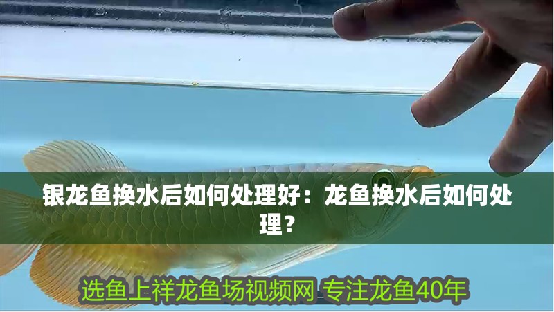 銀龍魚換水后如何處理好：龍魚換水后如何處理？