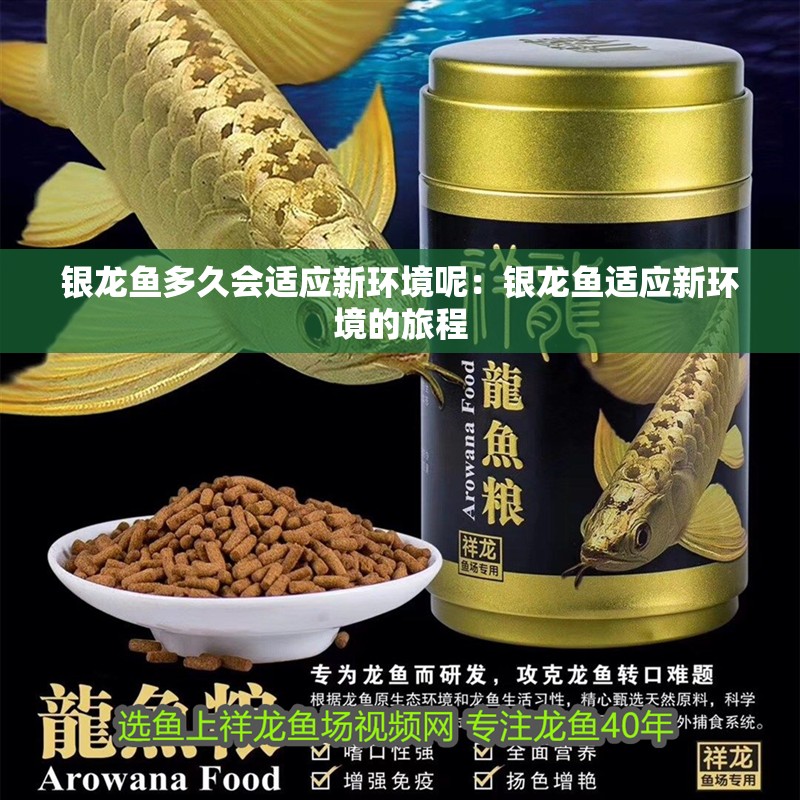 銀龍魚多久會(huì)適應(yīng)新環(huán)境呢：銀龍魚適應(yīng)新環(huán)境的旅程