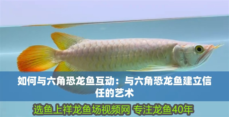 如何與六角恐龍魚互動：與六角恐龍魚建立信任的藝術