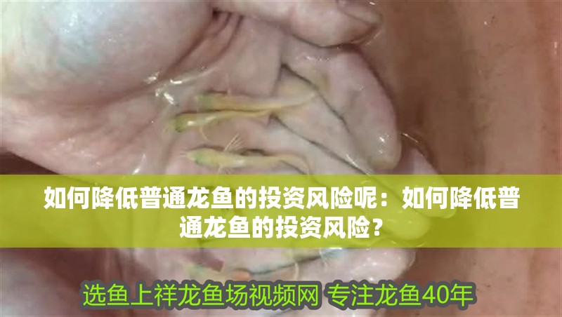 如何降低普通龍魚的投資風險呢：如何降低普通龍魚的投資風險？