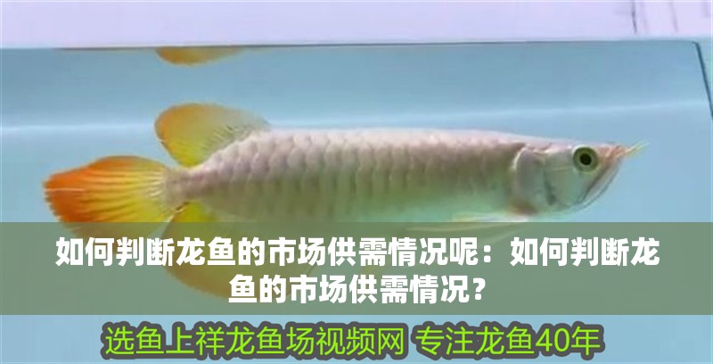 如何判斷龍魚的市場供需情況呢：如何判斷龍魚的市場供需情況？