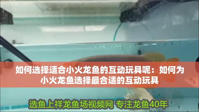 如何選擇適合小火龍魚的互動玩具呢：如何為小火龍魚選擇最合適的互動玩具