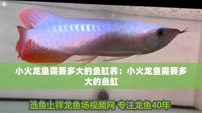 小火龍魚需要多大的魚缸養:小火龍魚需要多大的魚缸