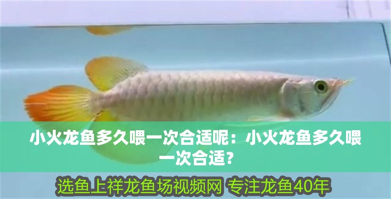 小火龍魚多久喂一次合適呢：小火龍魚多久喂一次合適？