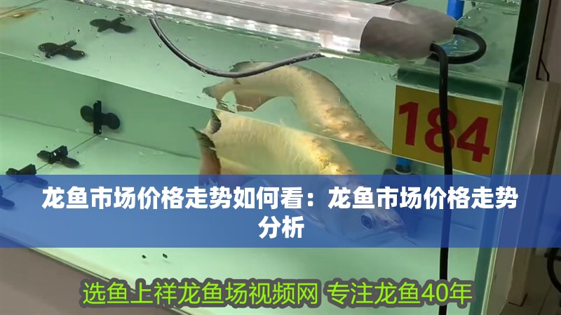 龍魚市場價格走勢如何看：龍魚市場價格走勢分析
