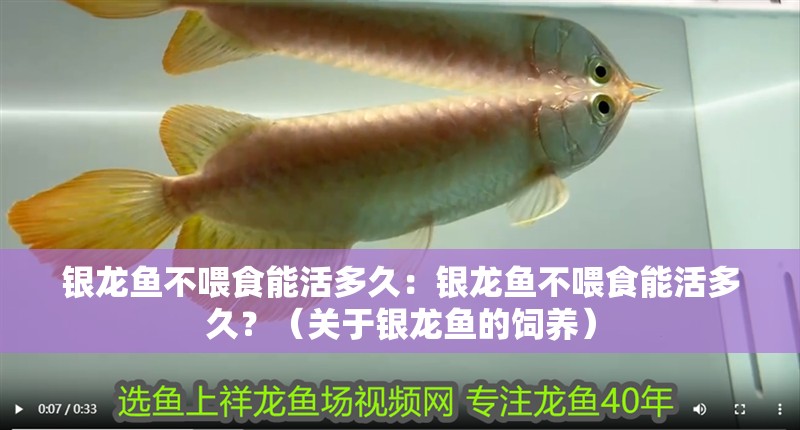 銀龍魚不喂食能活多久：銀龍魚不喂食能活多久？（關于銀龍魚的飼養）