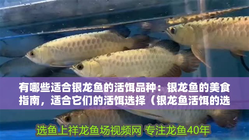 有哪些適合銀龍魚的活餌品種：銀龍魚的美食指南，適合它們的活餌選擇（銀龍魚活餌的選擇）