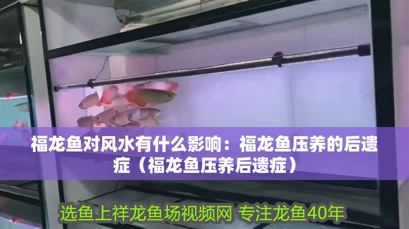 福龍魚對風水有什么影響：福龍魚壓養的后遺癥（福龍魚壓養后遺癥）