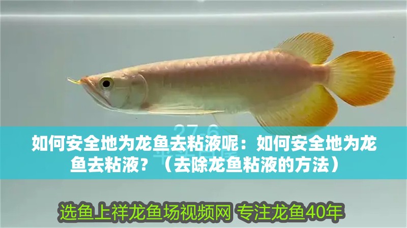 如何安全地為龍魚去粘液呢：如何安全地為龍魚去粘液？（去除龍魚粘液的方法）