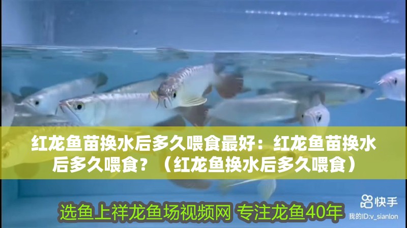 紅龍魚苗換水后多久喂食最好：紅龍魚苗換水后多久喂食？（紅龍魚換水后多久喂食）