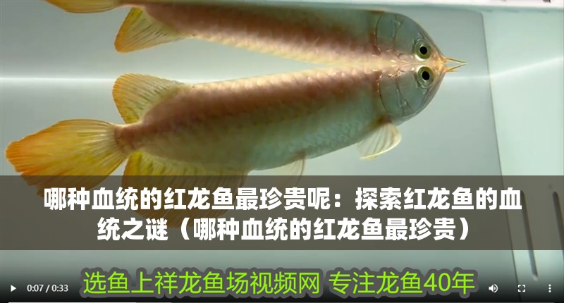 哪種血統(tǒng)的紅龍魚(yú)最珍貴呢：探索紅龍魚(yú)的血統(tǒng)之謎（哪種血統(tǒng)的紅龍魚(yú)最珍貴）