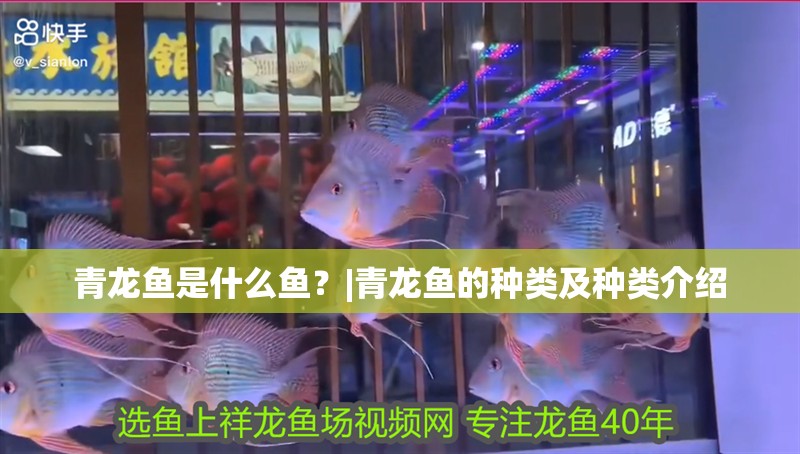 青龍魚是什么魚？|青龍魚的種類及種類介紹