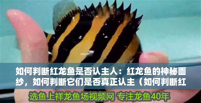如何判斷紅龍魚是否認主人：紅龍魚的神秘面紗，如何判斷它們是否真正認主（如何判斷紅龍魚是否真正認主）
