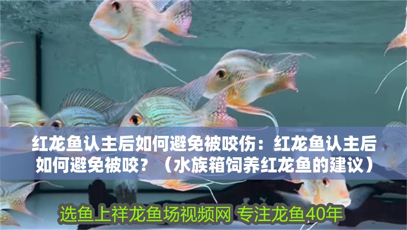 紅龍魚(yú)認(rèn)主后如何避免被咬傷：紅龍魚(yú)認(rèn)主后如何避免被咬？（水族箱飼養(yǎng)紅龍魚(yú)的建議）