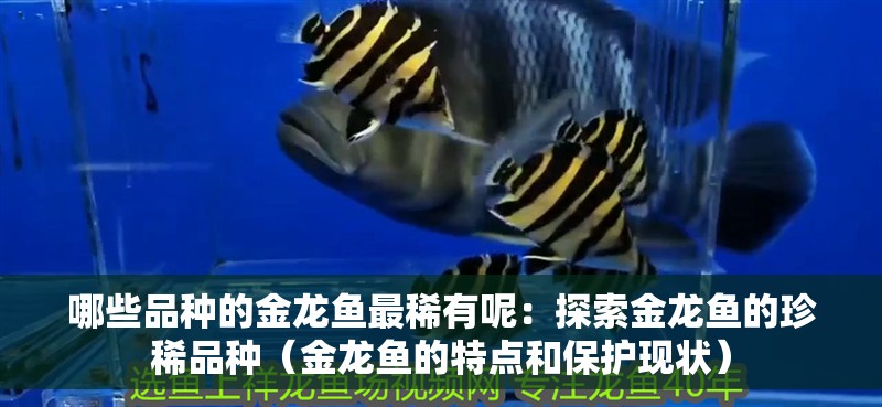 哪些品種的金龍魚最稀有呢：探索金龍魚的珍稀品種（金龍魚的特點和保護現狀）