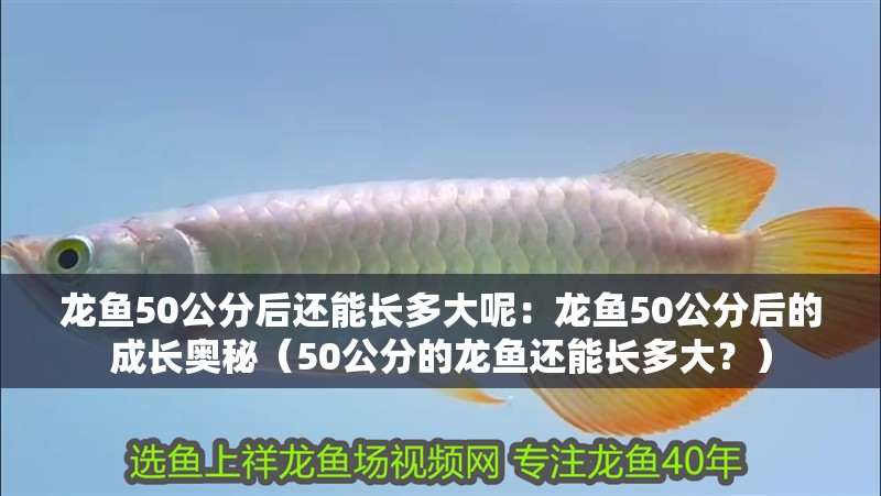 龍魚50公分后還能長多大呢：龍魚50公分后的成長奧秘（50公分的龍魚還能長多大？）