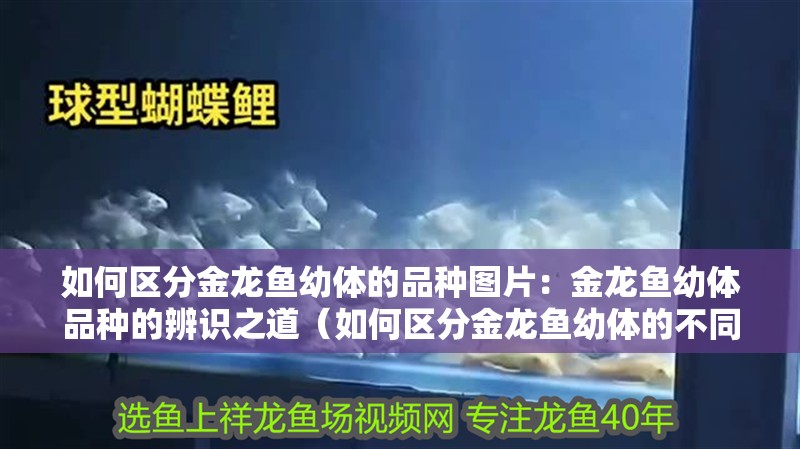 如何區(qū)分金龍魚幼體的品種圖片：金龍魚幼體品種的辨識之道（如何區(qū)分金龍魚幼體的不同品種）