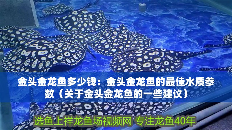 金頭金龍魚多少錢：金頭金龍魚的最佳水質參數（關于金頭金龍魚的一些建議）