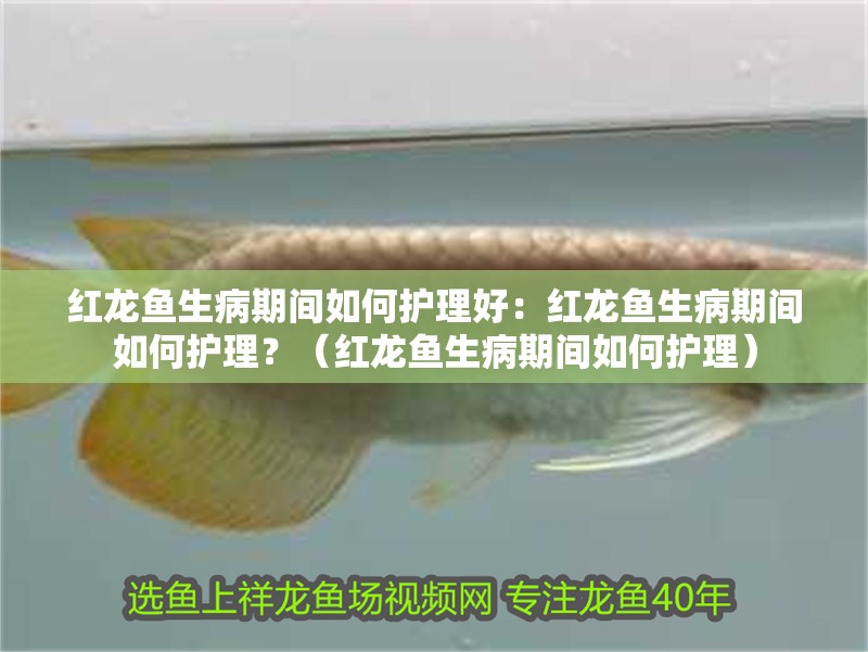 紅龍魚生病期間如何護理好：紅龍魚生病期間如何護理？（紅龍魚生病期間如何護理）