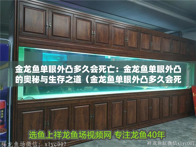 金龍魚單眼外凸多久會死亡：金龍魚單眼外凸的奧秘與生存之道（金龍魚單眼外凸多久會死）