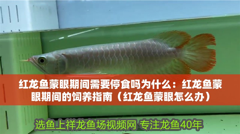 紅龍魚蒙眼期間需要停食嗎為什么：紅龍魚蒙眼期間的飼養(yǎng)指南（紅龍魚蒙眼怎么辦）