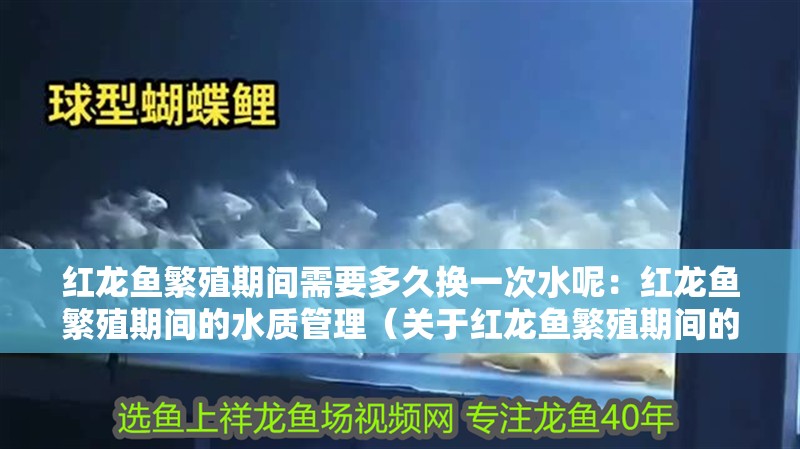 紅龍魚繁殖期間需要多久換一次水呢：紅龍魚繁殖期間的水質管理（關于紅龍魚繁殖期間的水質管理）